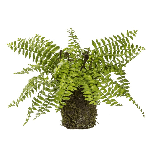 Hanging Fern with Soil